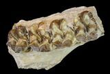 Oreodont (Merycoidodon) Jaw Section - South Dakota #136035-1